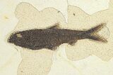 Plate of Three Fossil Fish (Cockerellites & Knightia) - Wyoming #292379-3